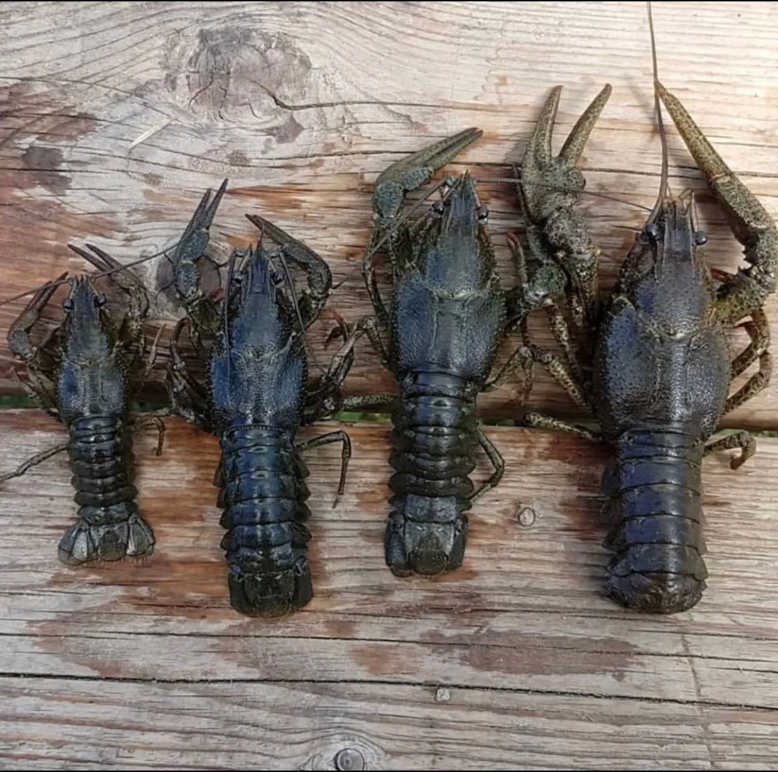 Раки живые